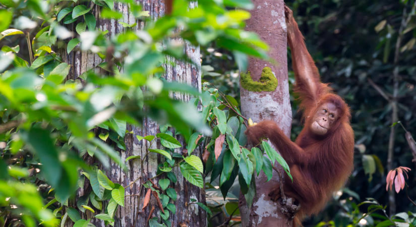 Orangutánt mentettek ki a borneói erdőtüzekből