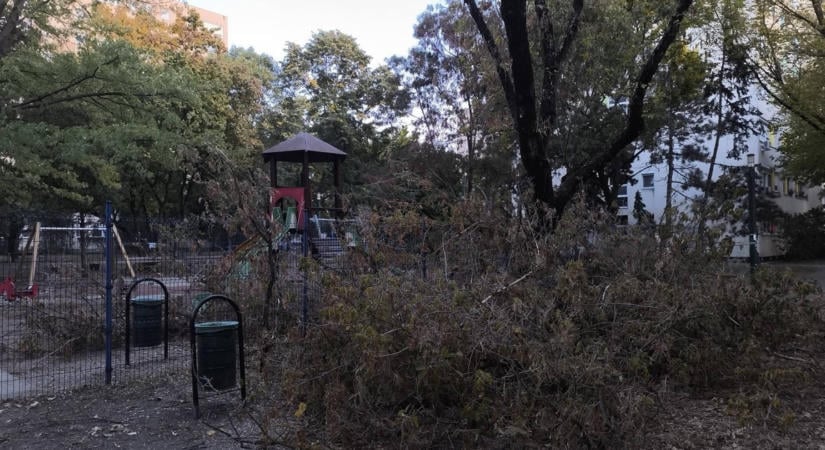 Mi folyik ott Zuglóban?! Megkopasztották a fákat egy játszótéren: egymásnak estek a helyiek a durva metszés miatt
