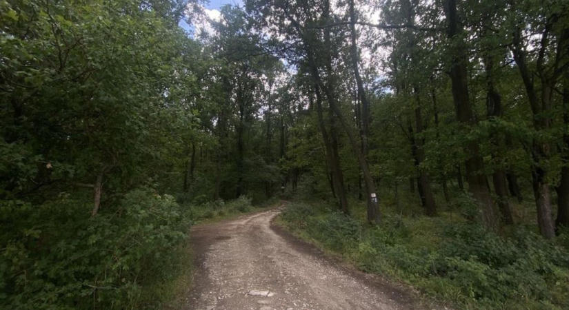 Bogarak lakóparkja a Balaton-felvidéken, nem pusztulás, pezsgő élet van a kidőlt fákban (videó)
