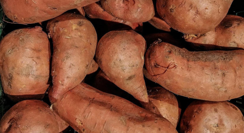 Hamarosan itt van az édesburgonya betakarításának ideje