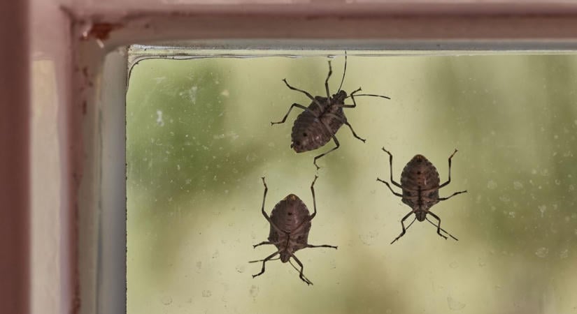 Már bemerészkednek a lakásokba a poloskák, de nem kell feltétlenül inváziótól tartani