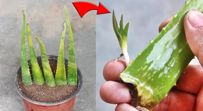 Nem kell kertésznek lenned, hogy sikerüljön: így szaporíthatod egyszerűen az aloe verát