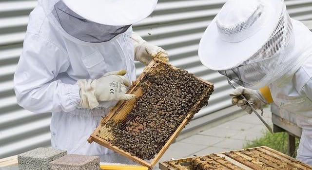 Fontos határidő a méhészeknek: október 15-ig kell bejelenteni a méhcsaládokat