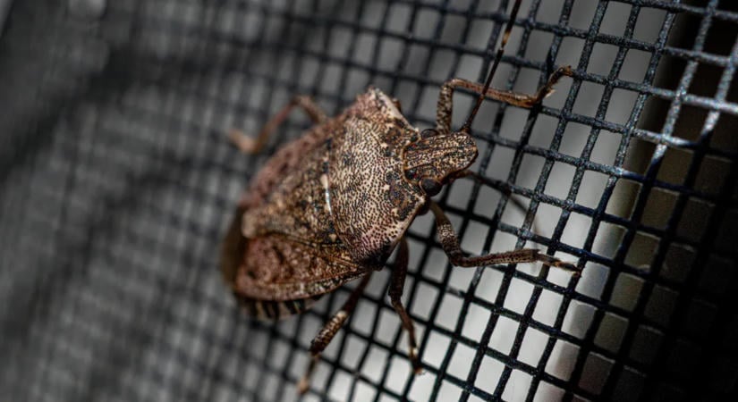 Ezekkel az olcsó és egyszerű trükkökkel vége a poloskainvázónak a lakásban