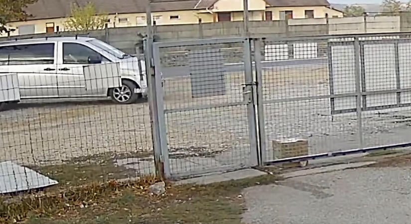 Egy leragasztott dobozt hagytak a menhely kapujában – ami benne volt, és ami ezután történt, minden állatbarát szívét összetöri