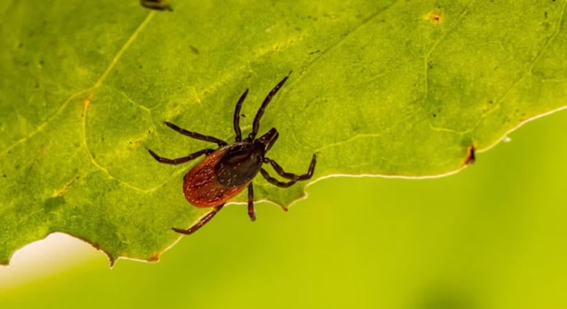 Azt hitted, vége a kullancsszezonnak? Szeptemberben újra nagyon aktívak lehetnek