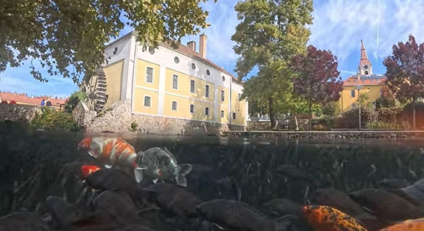 Nyüzsögnek a halak a tapolcai Malom-tóban, víz alatti felvételen csodálhatjuk meg őket ( videó)