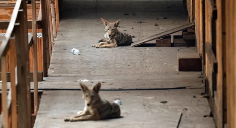 Prérifarkas támadhatott egy 16 hónapos kisbabára, DNS-vizsgálat indult