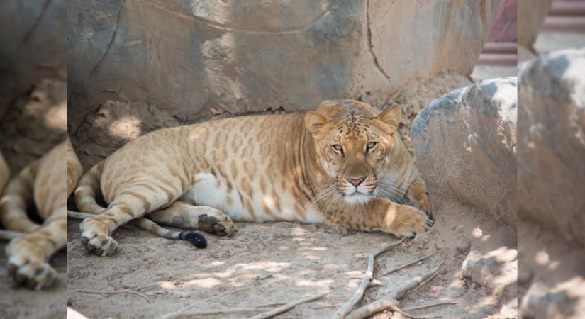 Érdekes tények egy oroszlán és egy tigris hibridjéről