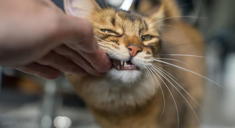 Megváltozott macskád evési szokása? Súlyos betegség is állhat a háttérben