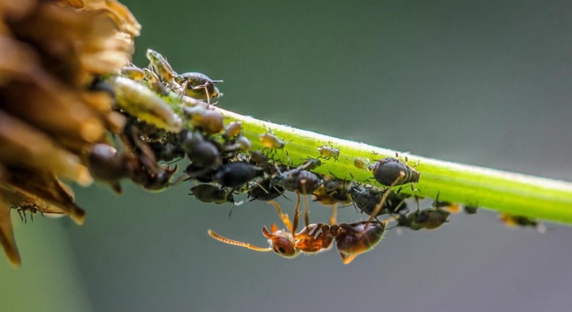 Miért jelenhetnek meg ősszel újra a levéltetvek?