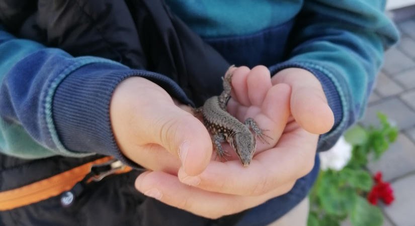 Kertünk egy kész csatatér
