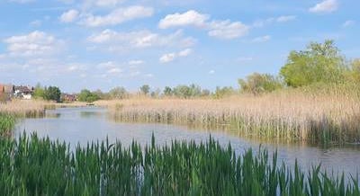 Helyi gimnazisták segítenek a szigetszentmiklósi úszóláp helyreállításában: a WWF díjazta a munkájukat