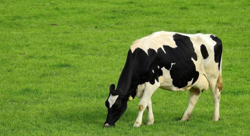 Az aszály miatt fájó lépésekre kényszerülnek az osztrák gazdák