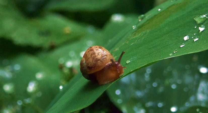 A fél ország ázik, nyugaton néhol már 20 milliméternél is több esett