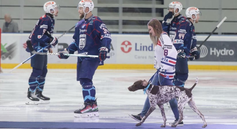 Négy lábon érkezett a kezdő korong – kutyus lopta el a show-t a Volán-meccsen (videó)
