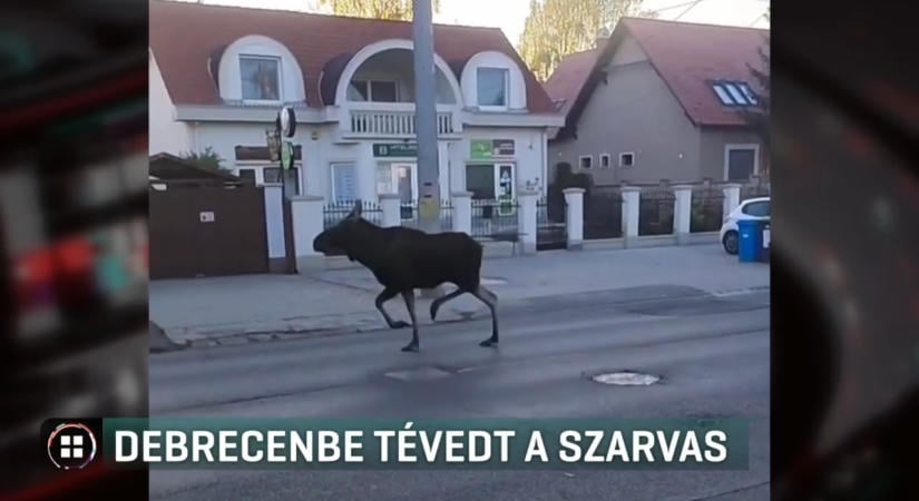 Videón a Debrecenbe tévedt jávorszarvas