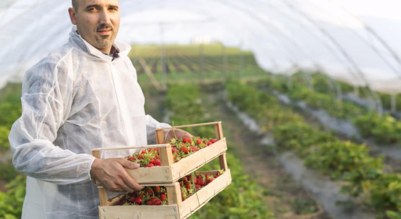 Október 6-án indul a fiatal gazdáknak szóló 170 millió eurós támogatási program