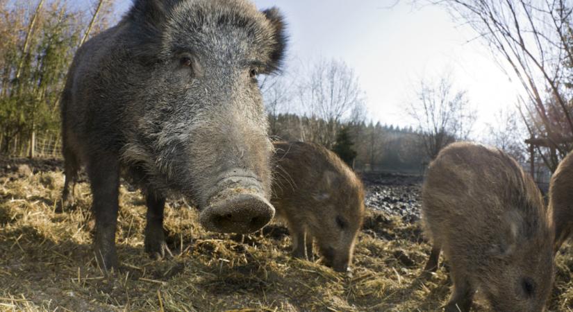 Dupla szerencsétlenség: vemhes vadat gázolt egy autó Vas megyében