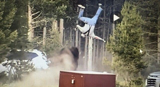 Két és fél méter magasba öklelt fel egy bölény egy turistát a Yellowstone parkban