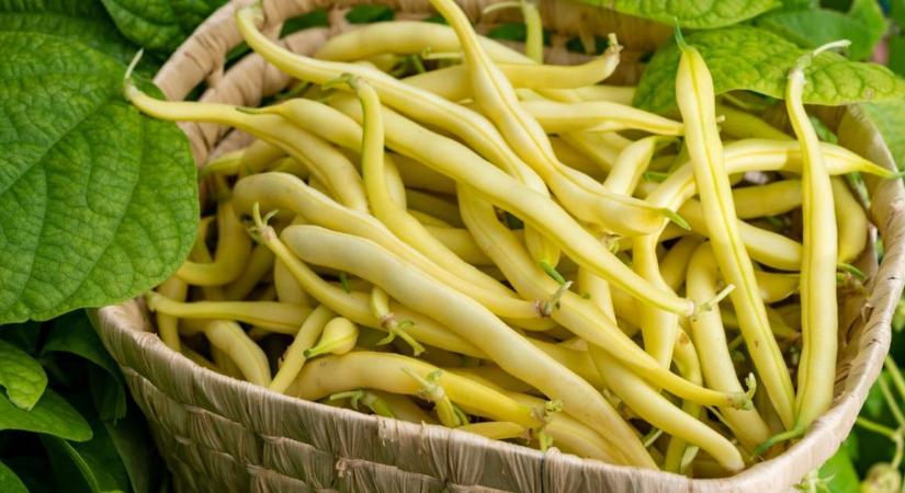 Bokorbab másodvetése júliusban: szakaszos vetéssel friss hüvelyek őszig