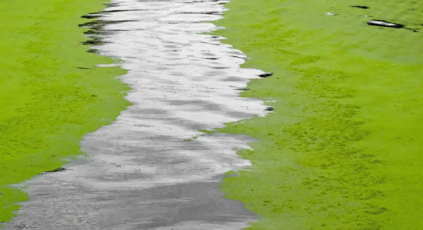 Tihanyi kutatók: nincs a Balatonban szemmel látható algatömeg