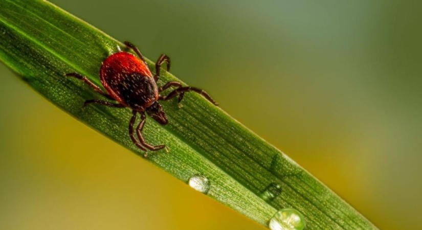 A kullancsok ősszel is aktívak: mire figyelj vadászat és erdőjárás után?