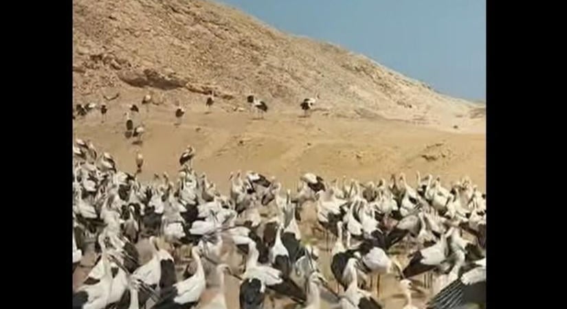 Gólyáinkat Egyiptomban kapták lencsevégre: a Sínai-félszigeten pihennek útjuk során