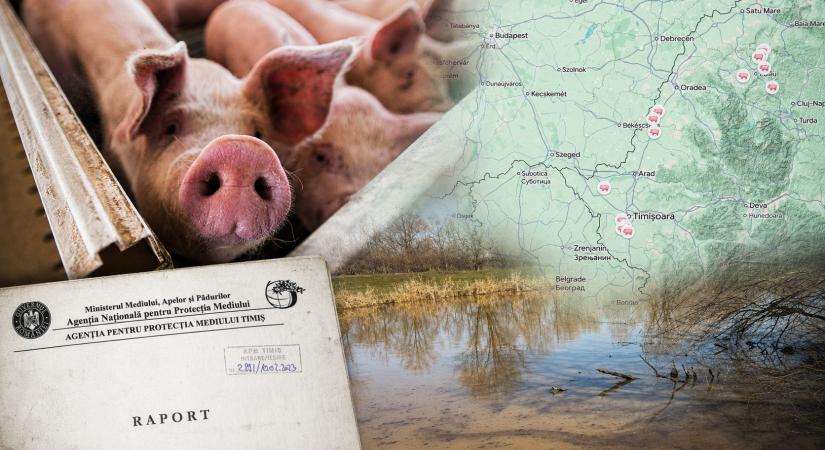 Az intenzív sertéstartás Magyarországon és Romániában: súlyos talajvízszennyezés bürokratikus rendszer mögé rejtve