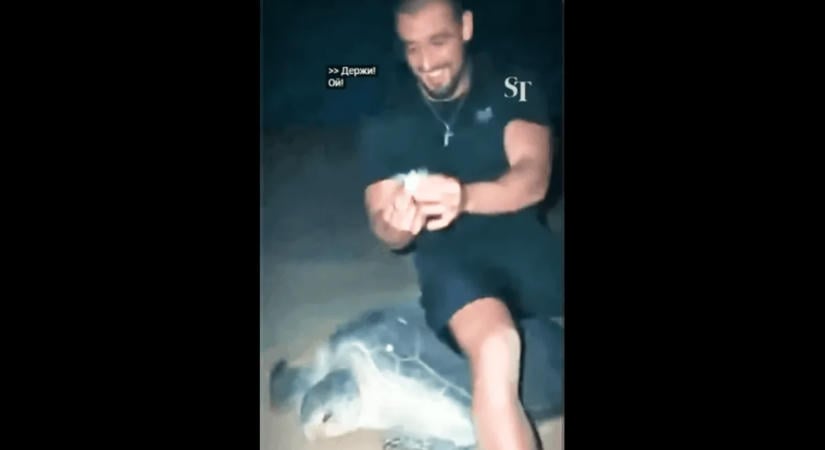 Felháborító videó – tengeri teknős hátára ült az influenszerpár, de itt még nem álltak meg