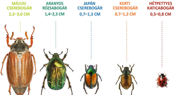 Már a magyar határ közelében a japán cserebogár