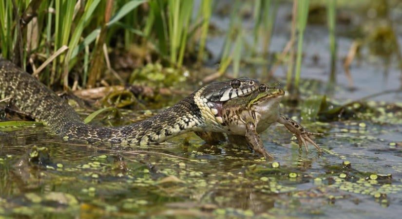 Döbbenetes jelenet a Tisza-tónál VIDEÓ