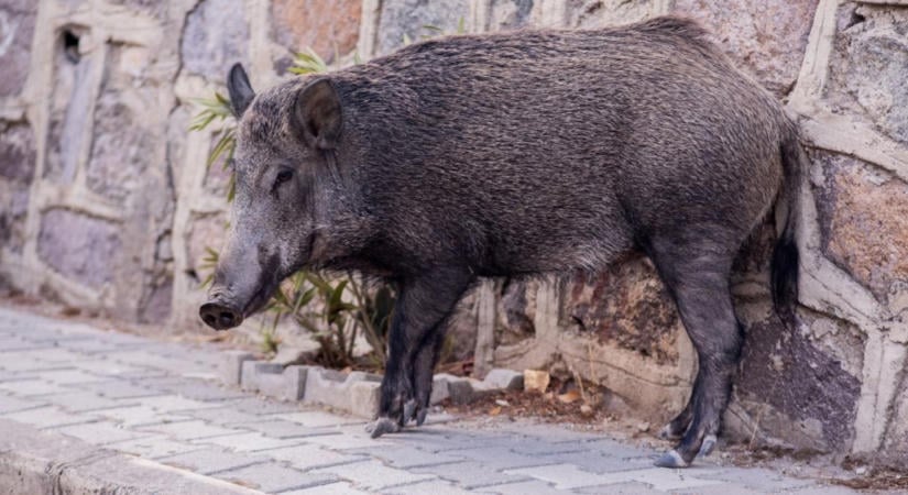 Vaddisznók a település szélén: mi vonzza őket egyre közelebb?