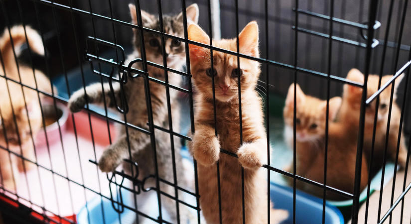 Nagyot változik az állatok örökbefogadása: erre számíthatnak a magyar gazdajelöltek