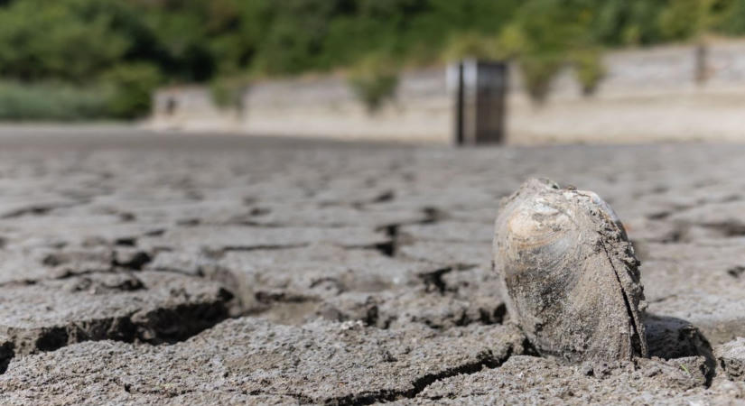 Kiszáradt a majki tó, menteni kellett a halakat - fotókon az aszály pusztítása