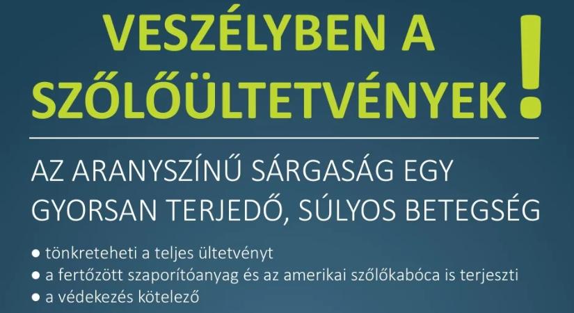 Veszélyben a szőlőültetvények – Így védekezhetnek az aranyszínű sárgaság ellen