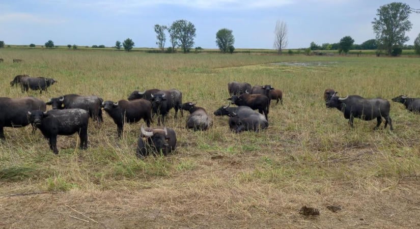 Akaratukon kívül csodát tettek a bivalyok: elképesztő dolog történt a kiszáradt tómederben