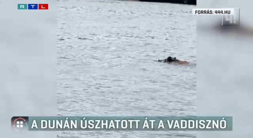 Videó: A Dunát átúszva kerülhetett a vaddisznó a Kossuth térre