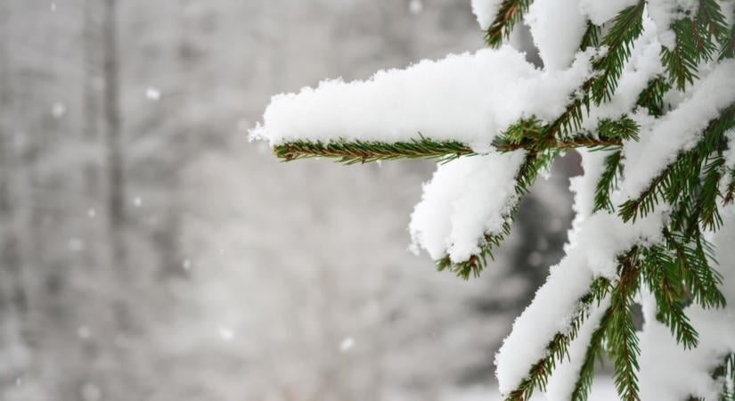 Így védd meg kedvenceidet a fagyhaláltól!