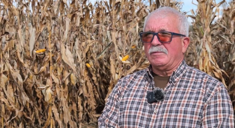 Még gazdaságosan tudtak kukoricát termeszteni Szabolcsban