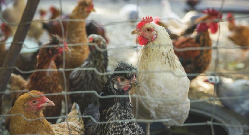 Kánikula a tyúkólban: így harcolnak a túlélésért a megyei tojástermelők