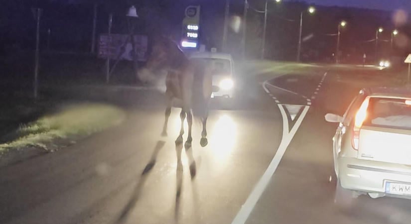 Megdöbbentő videó: elszabadult lovat ütött el egy autós Hévíz közelében