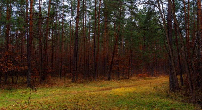 Miért hullatják ősszel a leveleiket a fák, és miért marad zöld a fenyő?