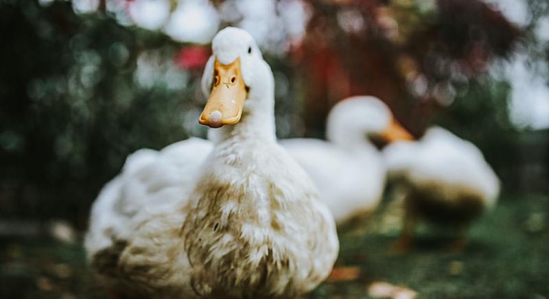 Újabb madárinfluenza fertőzés ütötte fel a fejét Szabolcsban