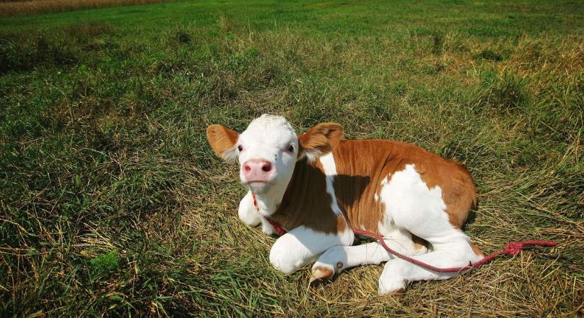 Drónnal találták meg az elszökött marhaborjút Mernyén, kettőt szökevény még csatangol valahol