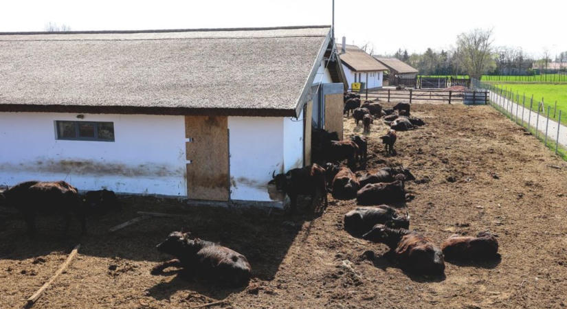 Megnyílik Mórahalom új látványossága, már a pontos időpontot is bejelentették