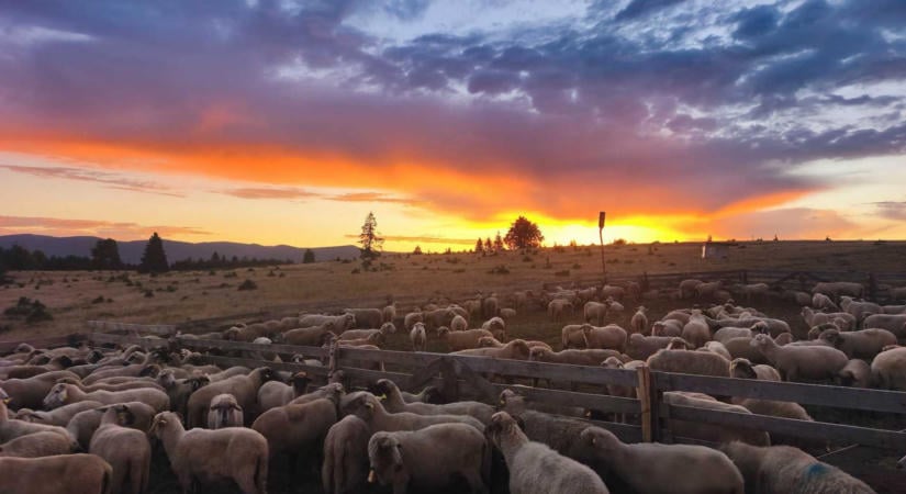 Nagy volt az érdeklődés az Open Farm hétvégéjén Hargita megyében