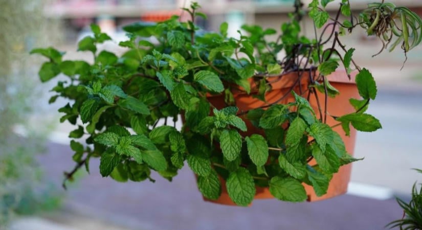 Fűszernövények tőosztása ősszel: menta, oregánó, tárkony