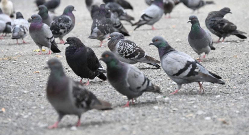 Rettegnek a nőktől a városi madarak