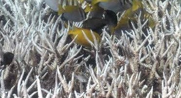 Hangokkal és baktériumokkal mentenék a korallokat a pusztító El Niño elől